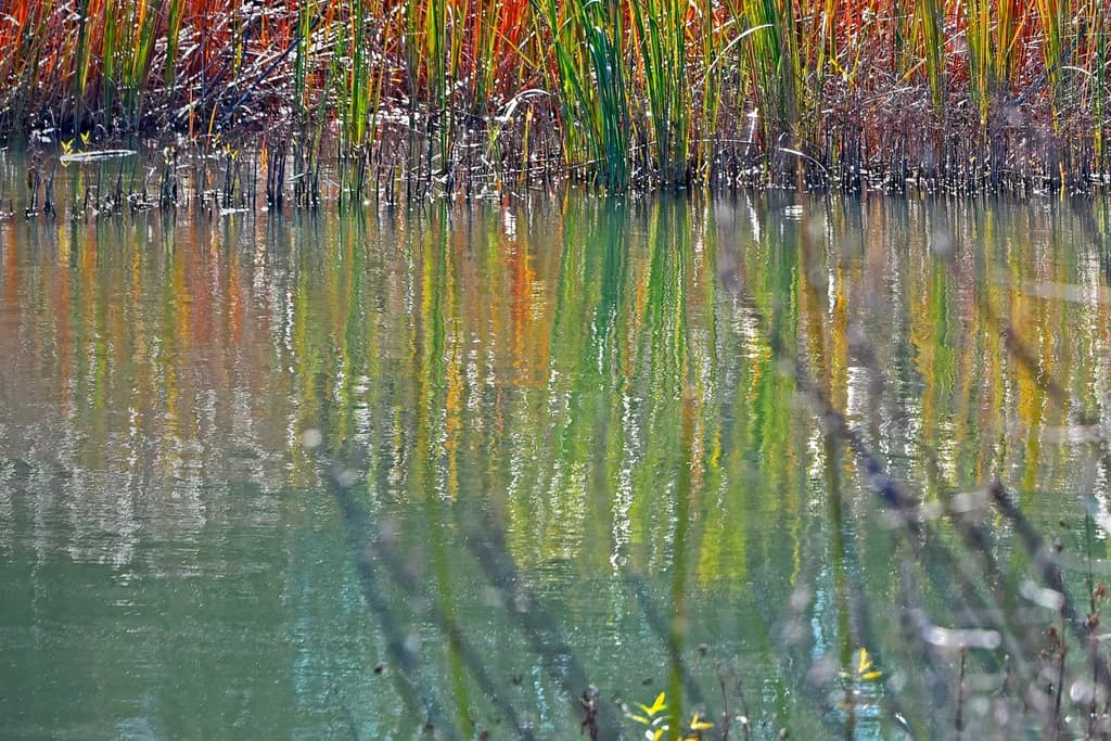 Whispers of Color: Reflections in Tranquil Waters