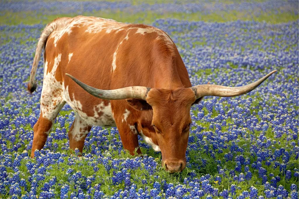 Brown Cow