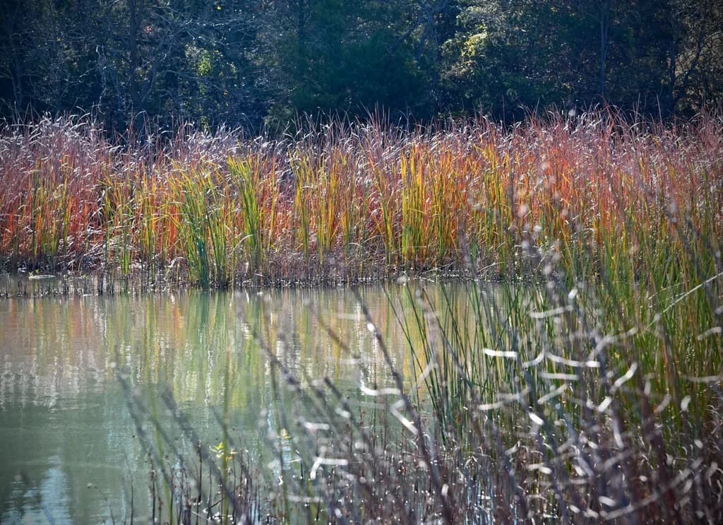 Lakeshore reeds