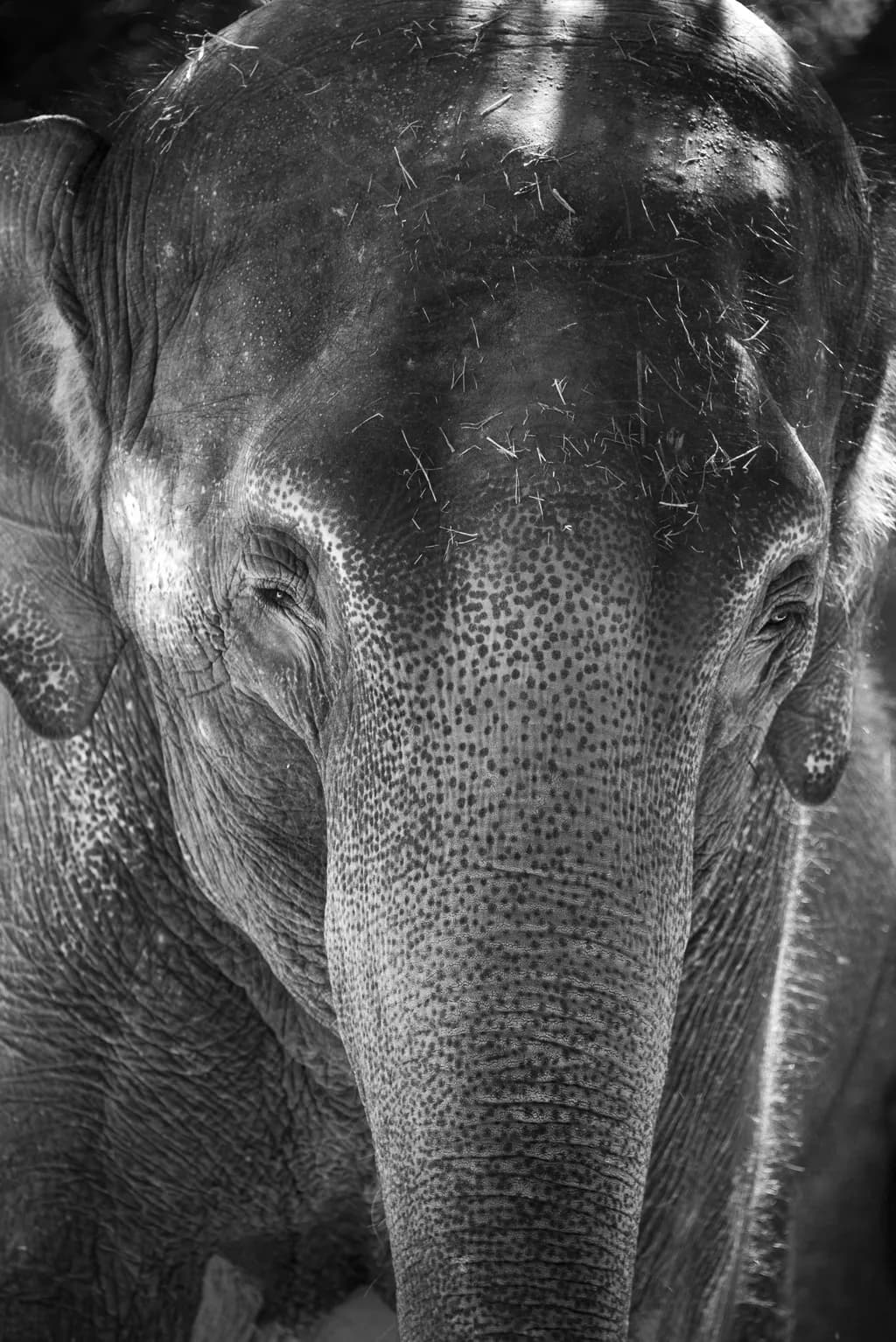 Majestic Presence: A Black and White Portrait of an Elephant's Soul