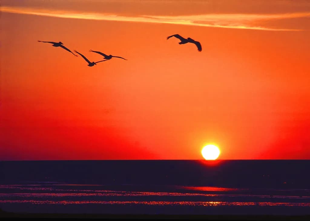 Sunrise and Pelicans