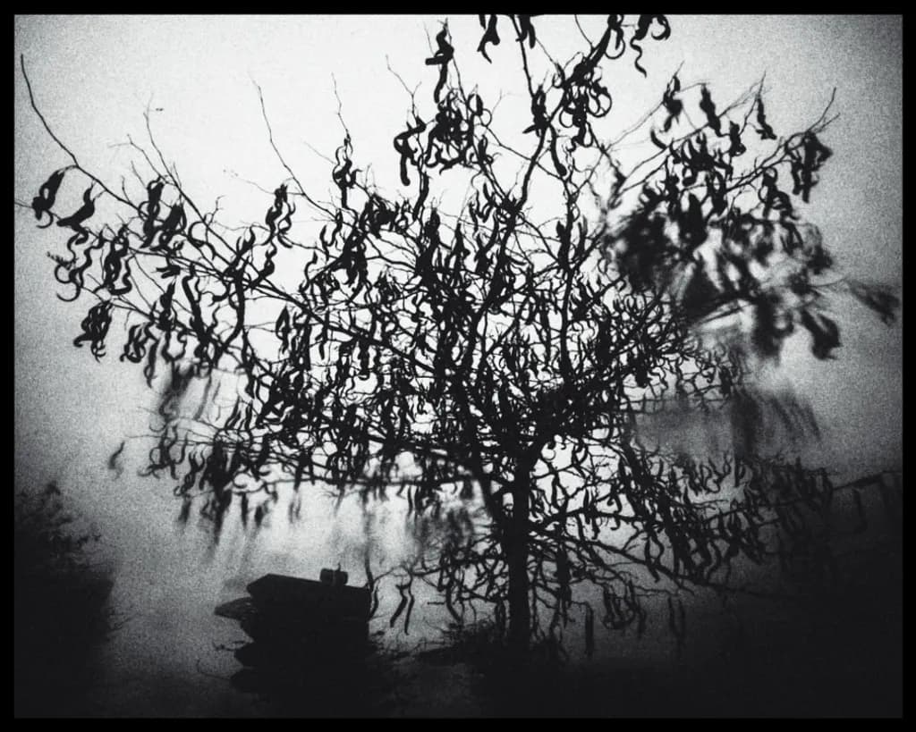 Monochrome Tree Shadows