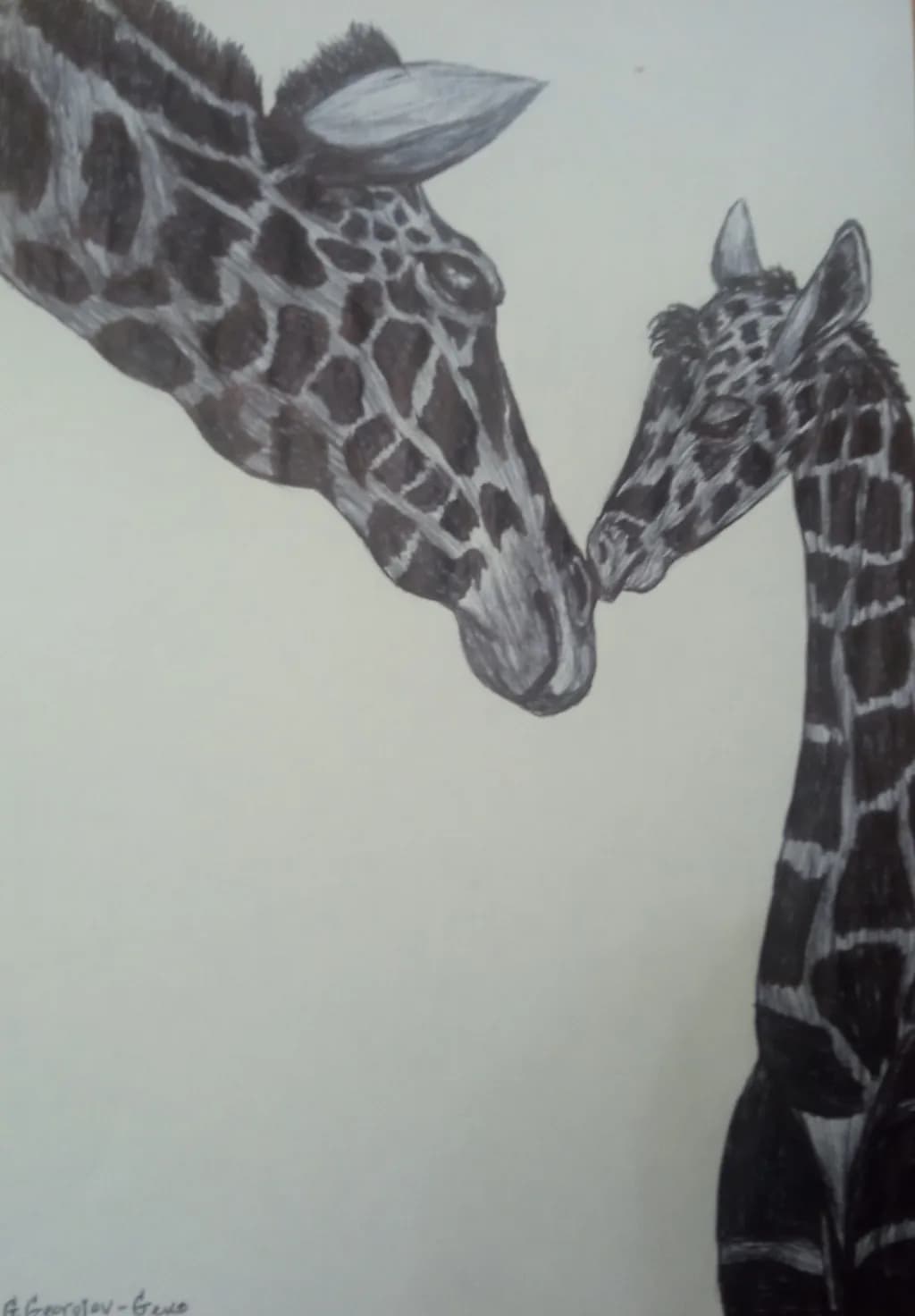 Tender Giraffe Embrace: A Heartwarming Connection Between Mother and Calf