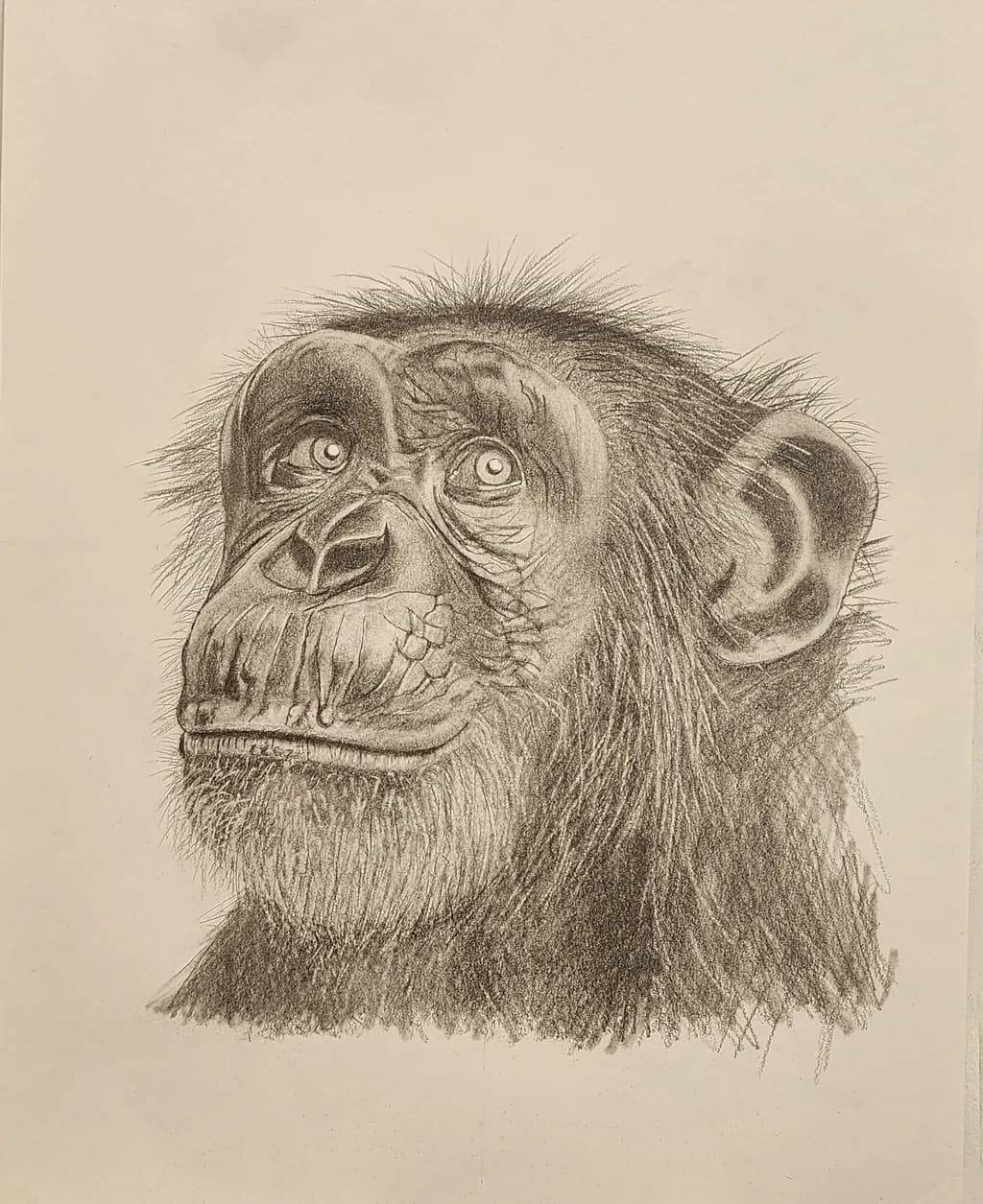 Contemplative Primate