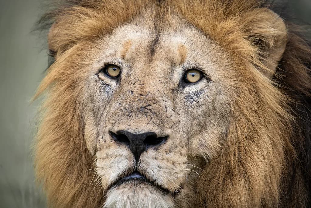 Majestic Gaze: The Soul of the Lion Captured in Time