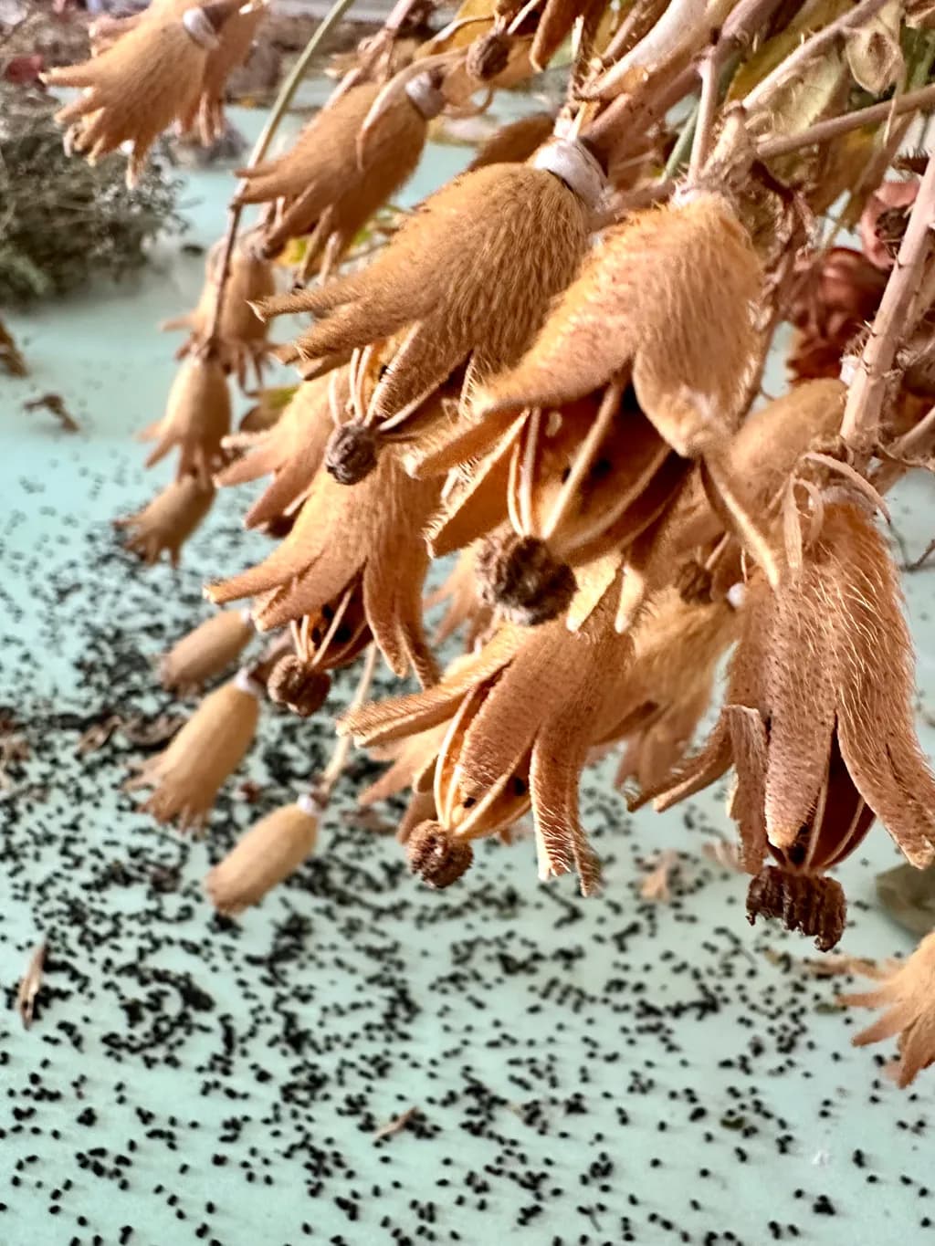 Whispers of Nature: A Close-Up of Delicate Seed Pods Against a Textured Background