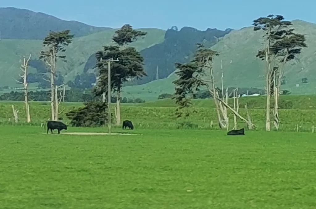 Pastoral Harmony