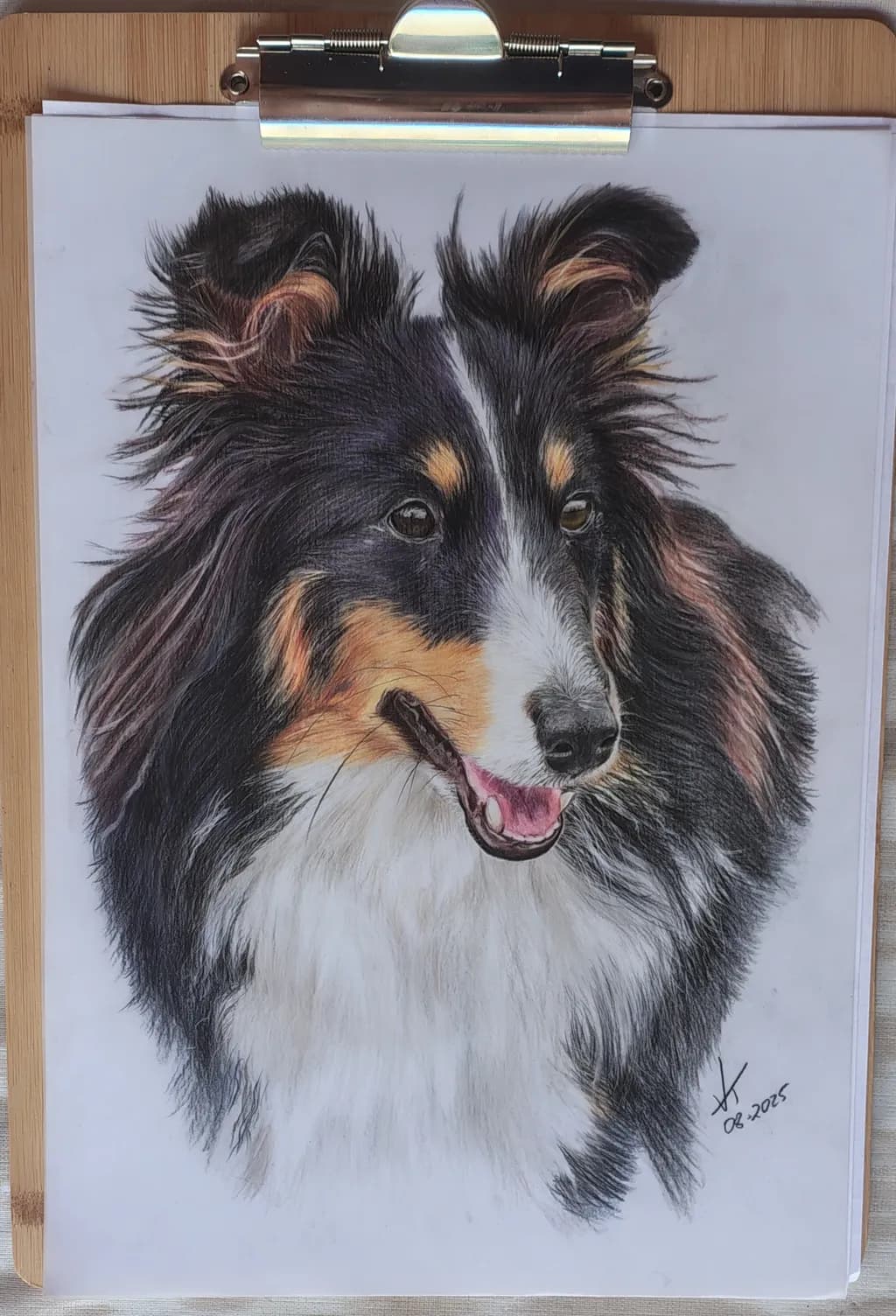 Whiskers of Joy: A Lively Portrait of a Collie Companion
