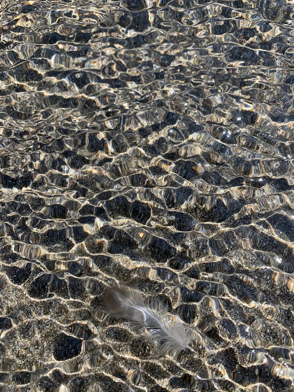 Whispers of Tranquility: A Feather's Dance on Water's Surface