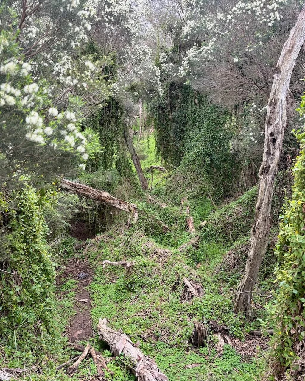 Understory Passage