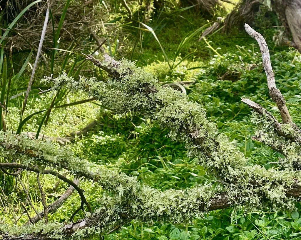 Lichen Threads