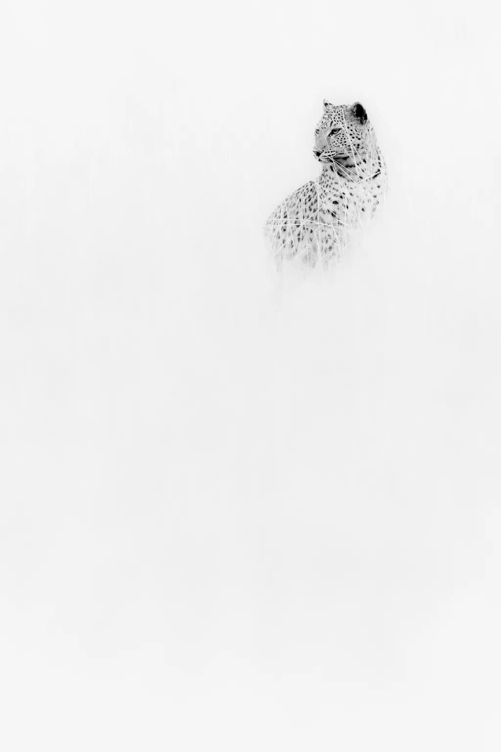Silent Stalker