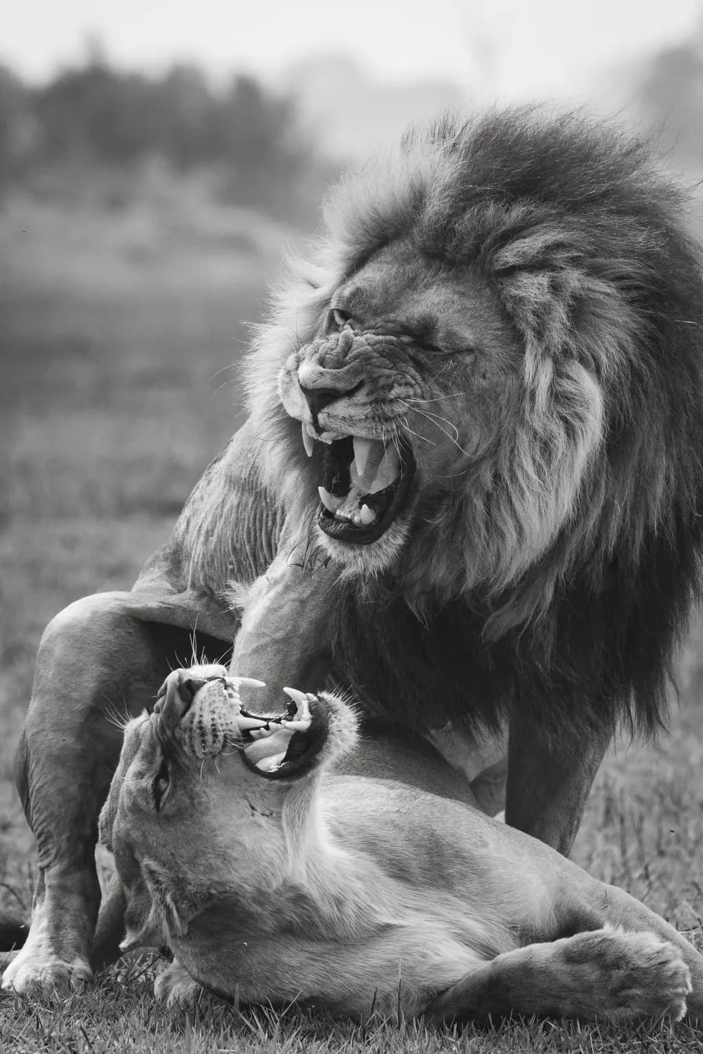 Fierce Connection