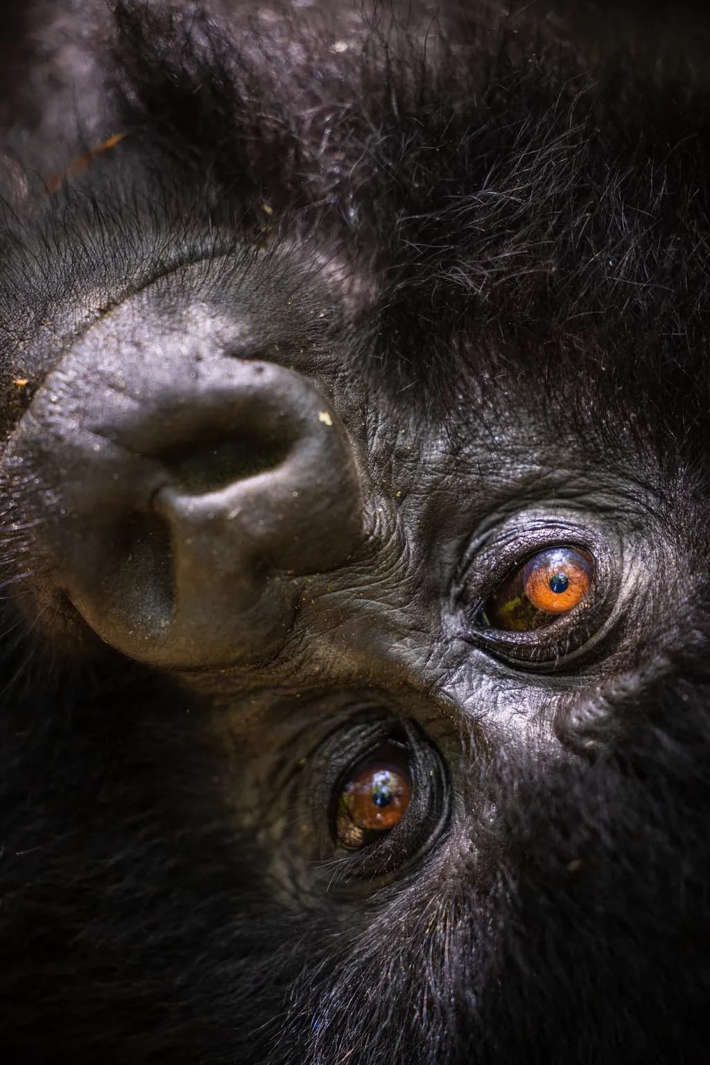 Gorilla Gaze