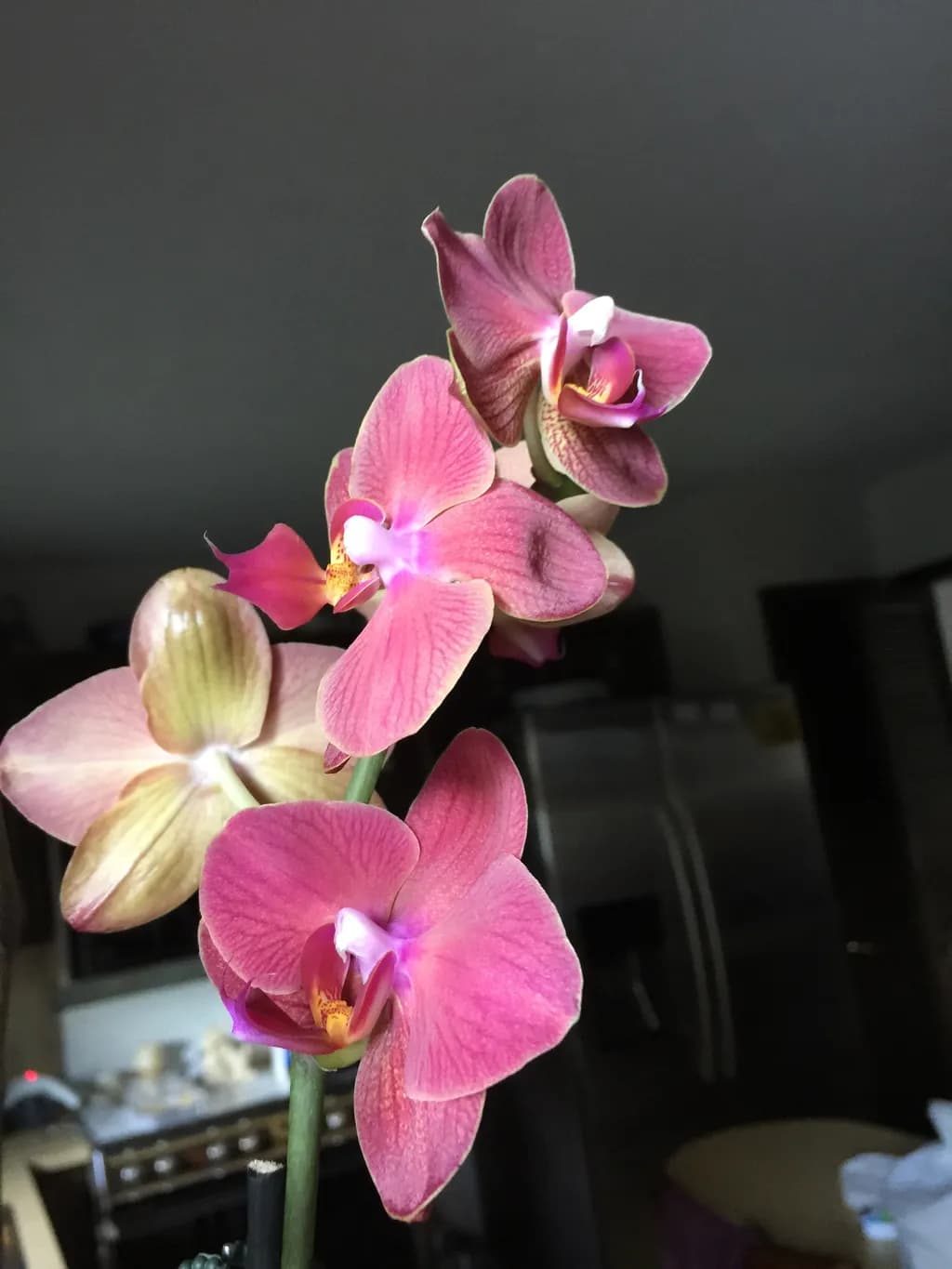 Whispers of Elegance: A Captivating Orchid Bloom in Soft Pink Hues