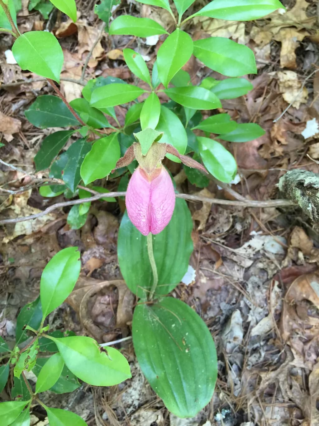 Whispers of Nature: The Enigmatic Pink Orchid in Its Woodland Realm