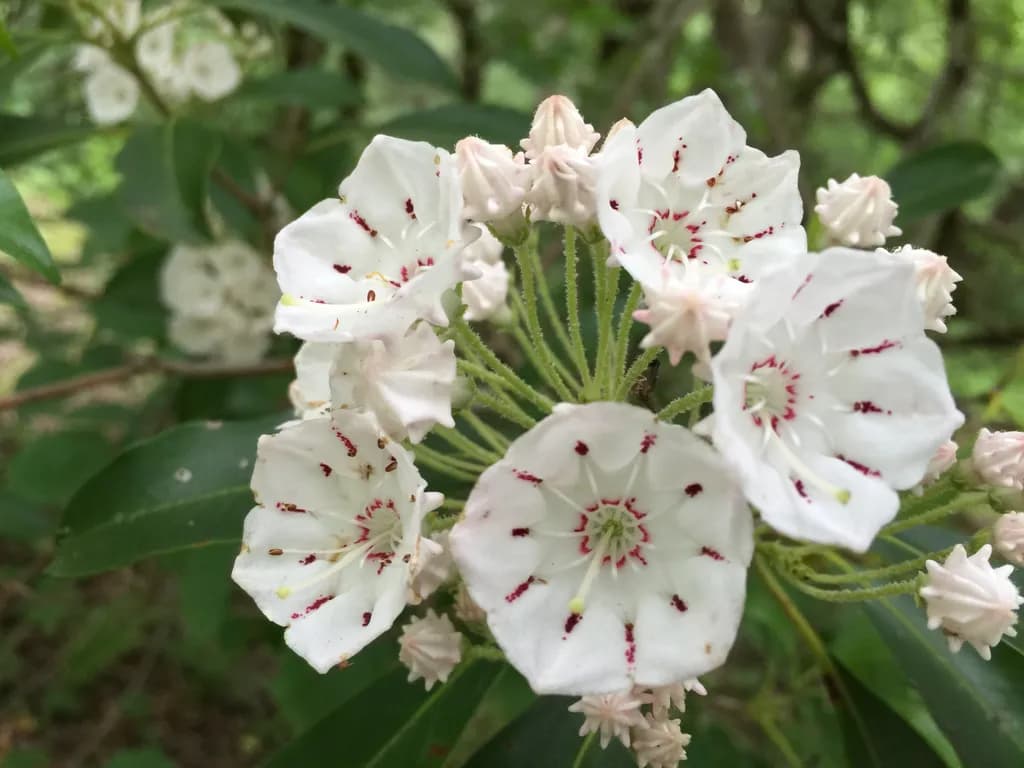 Whispers of Spring: Delicate Mountain Laurel Blossoms in Bloom
