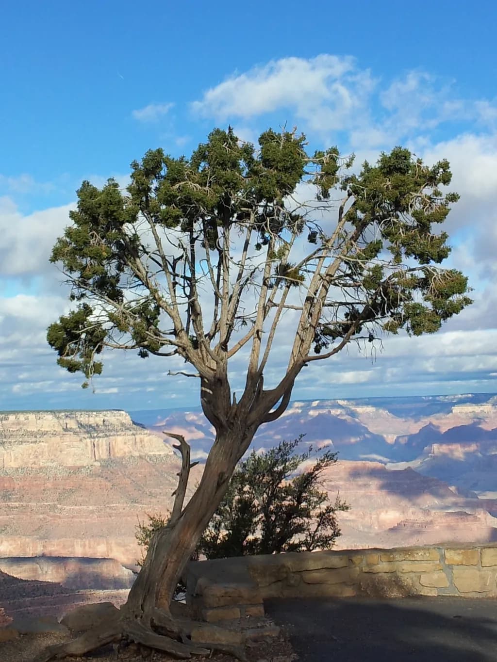 Whispers of Resilience: A Lone Tree Against the Grand Canyon's Majesty
