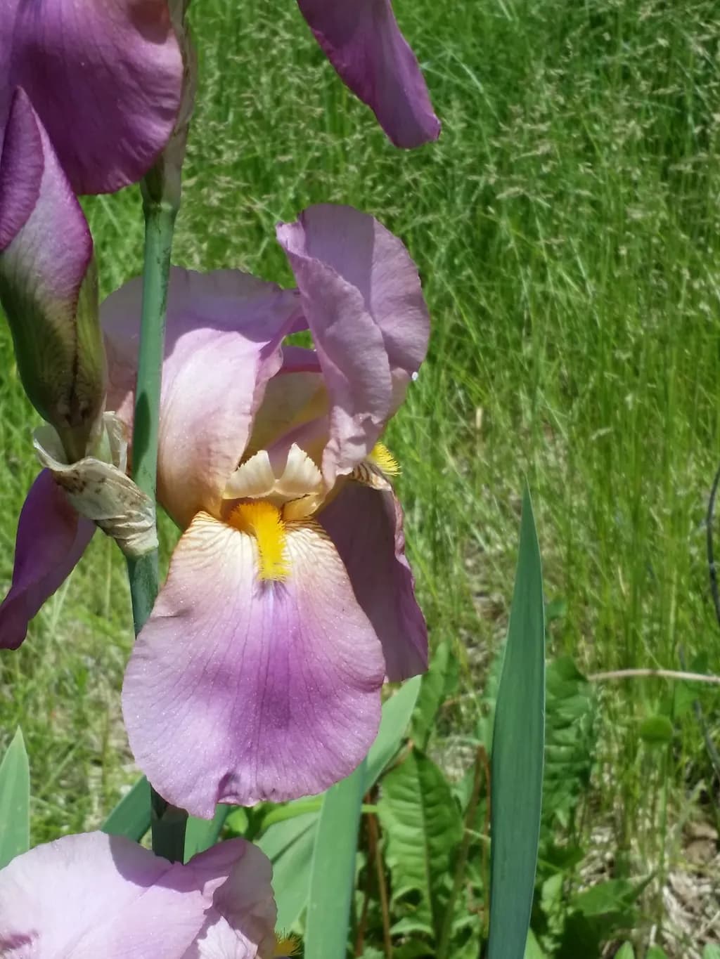 Whispers of Spring: A Delicate Iris in Bloom