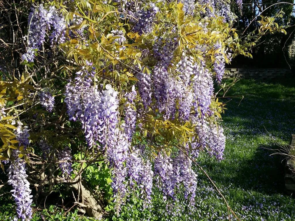 Whispers of Spring: A Lush Wisteria Garden in Bloom