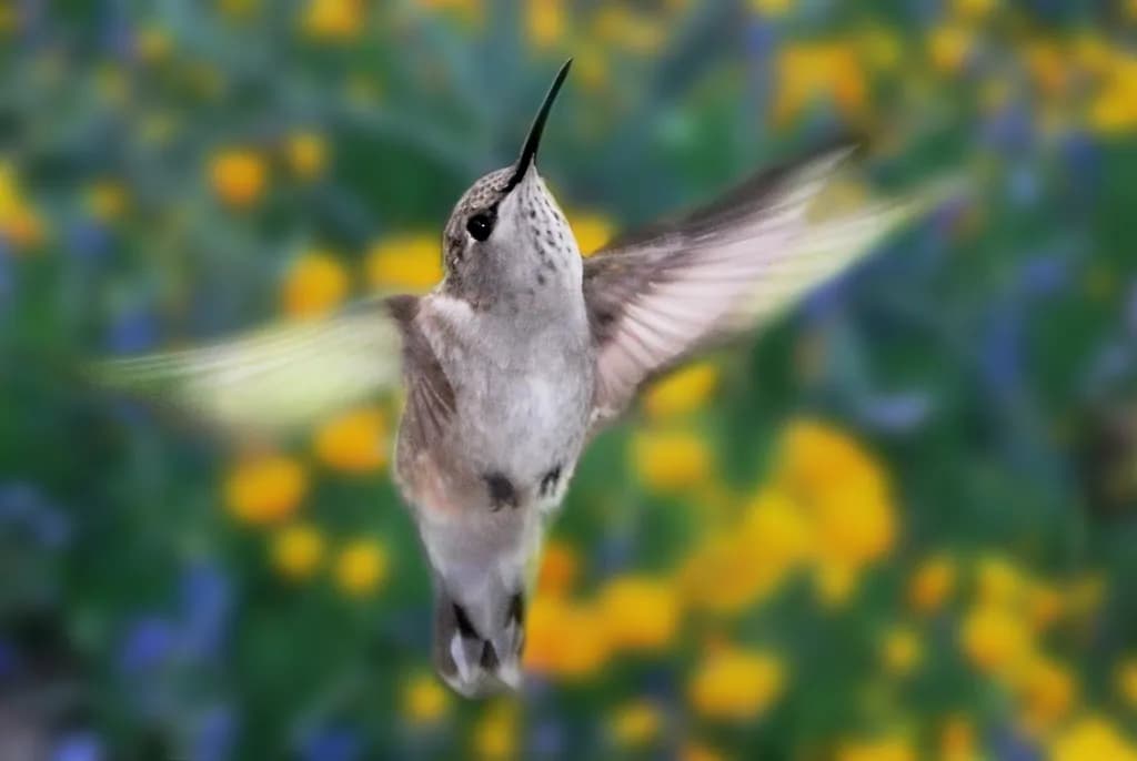 Hovering Grace
