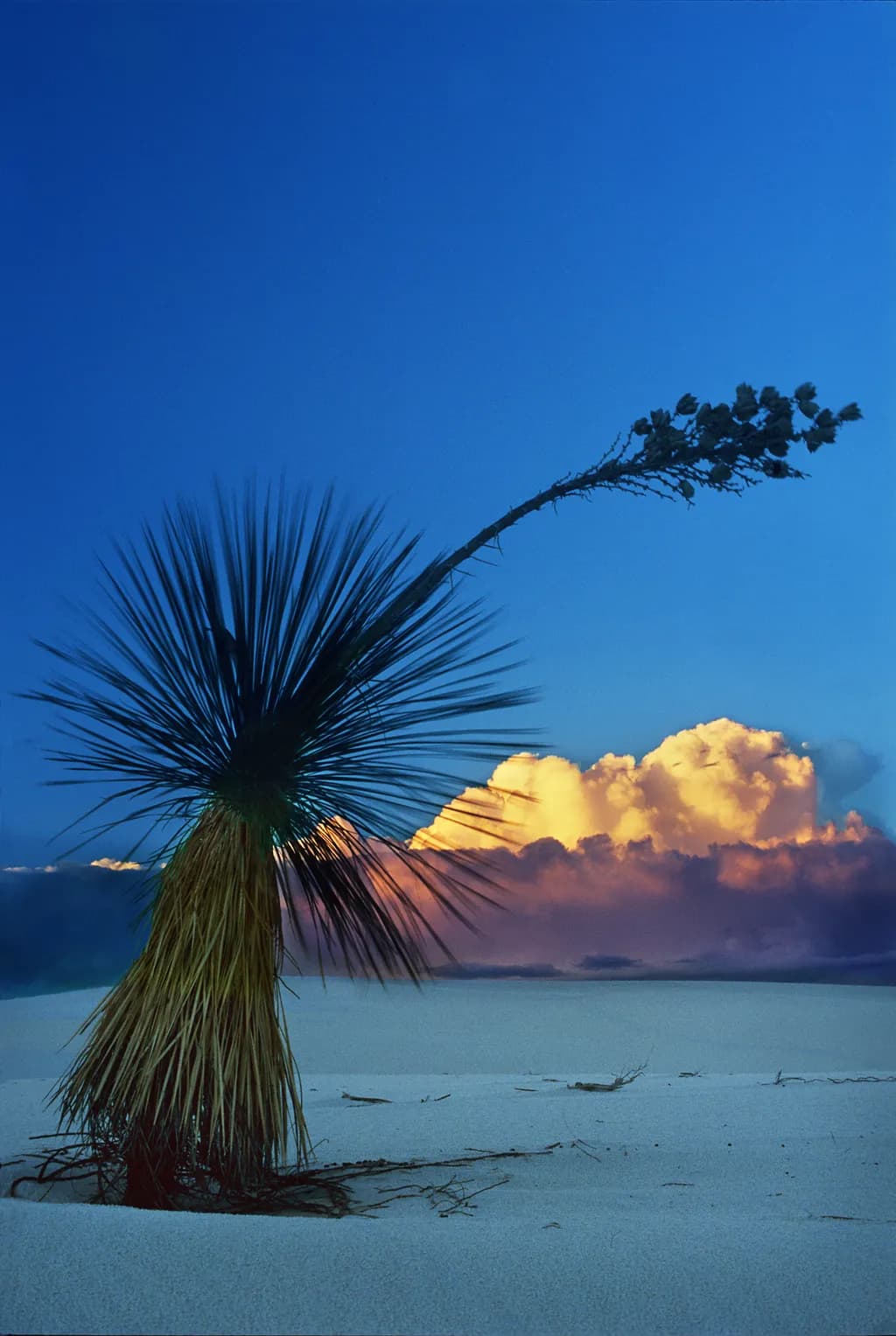 Bending Yucca Storm
