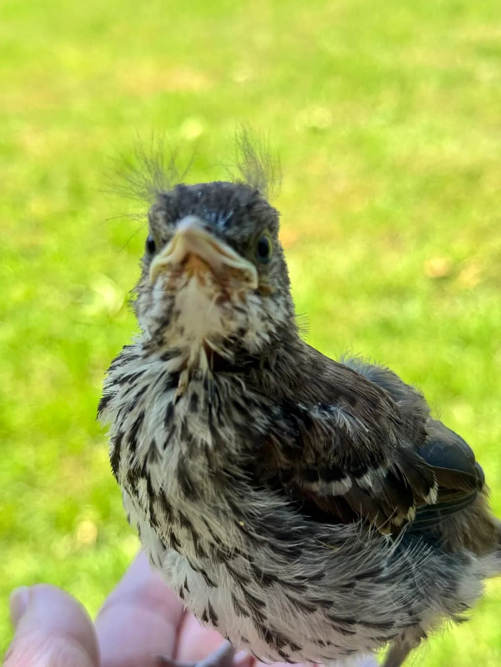 Whimsical Whispers: A Young Bird's Curious Gaze in Nature's Embrace