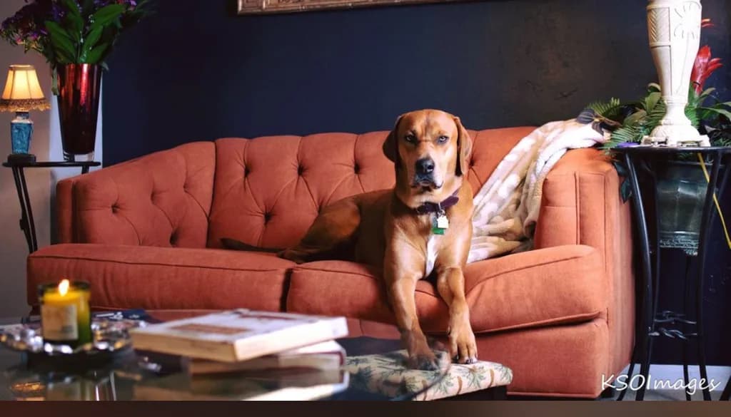 Couch Companion