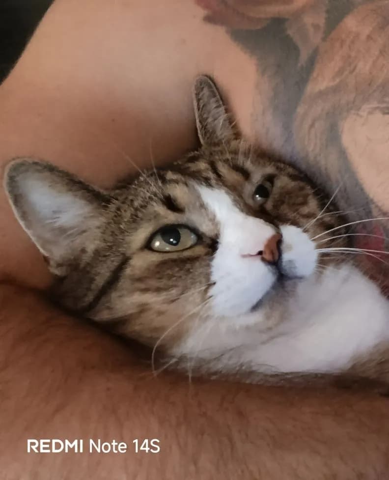 Whiskered Serenity: A Cozy Embrace Between Cat and Companion