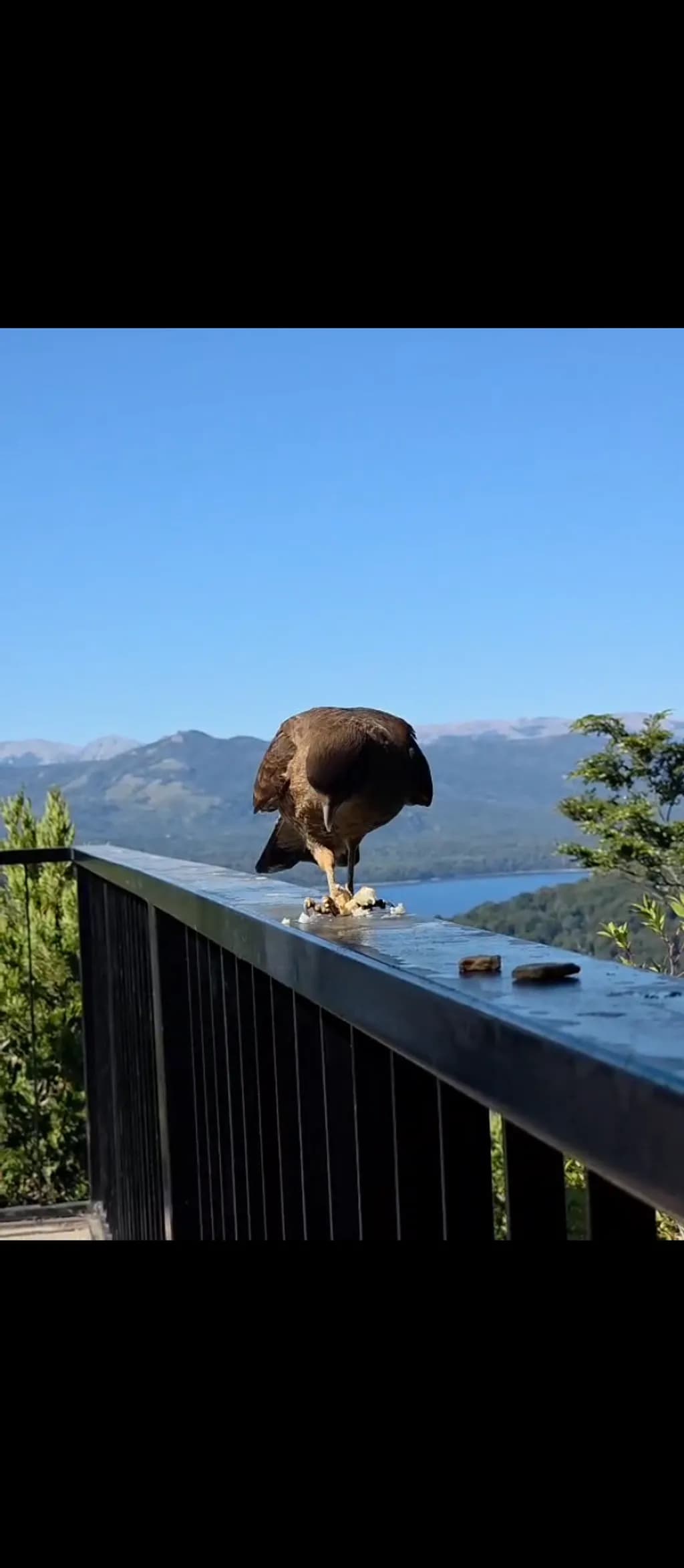 Mountain Hawk