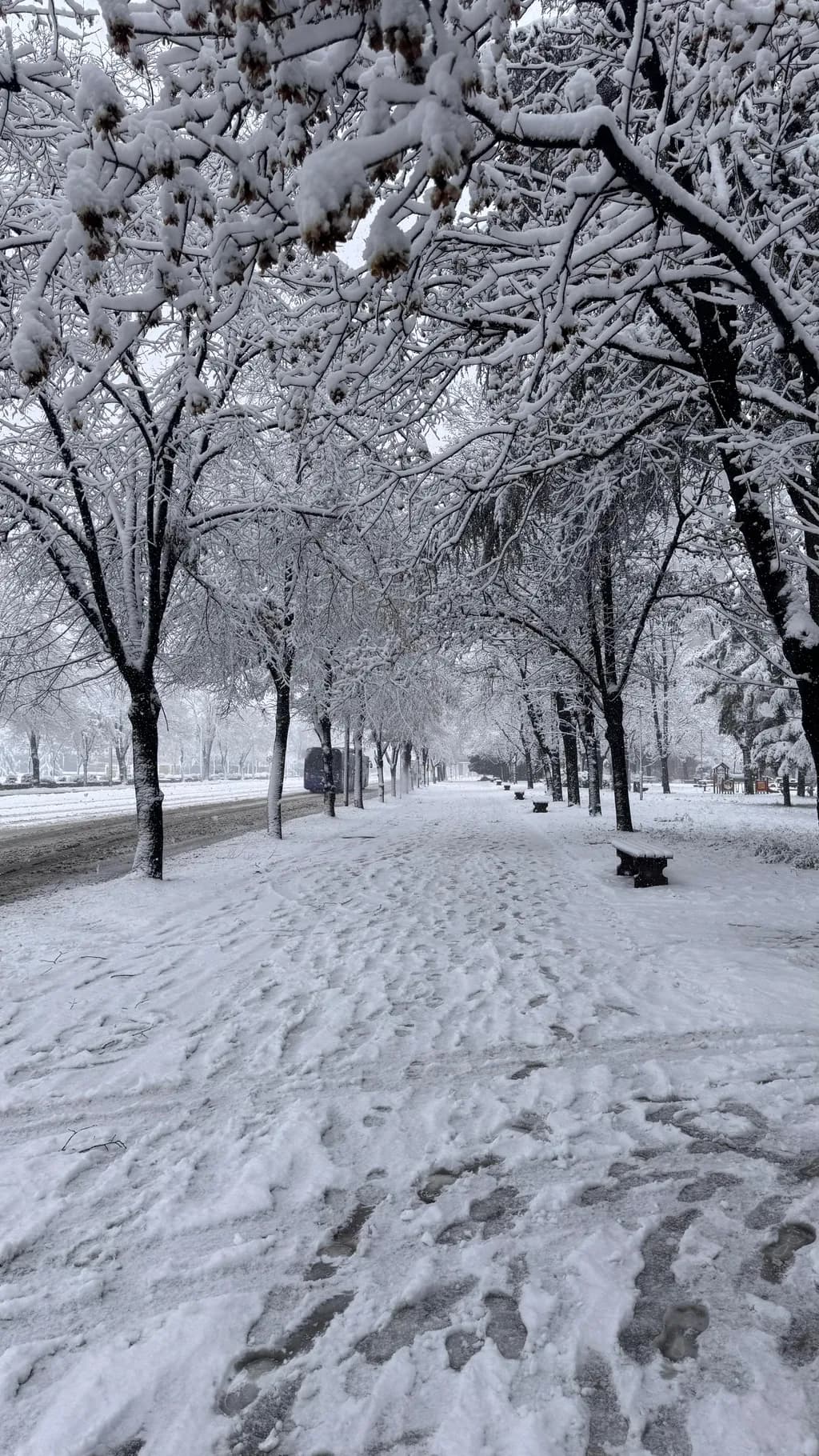 Snowy Pathway