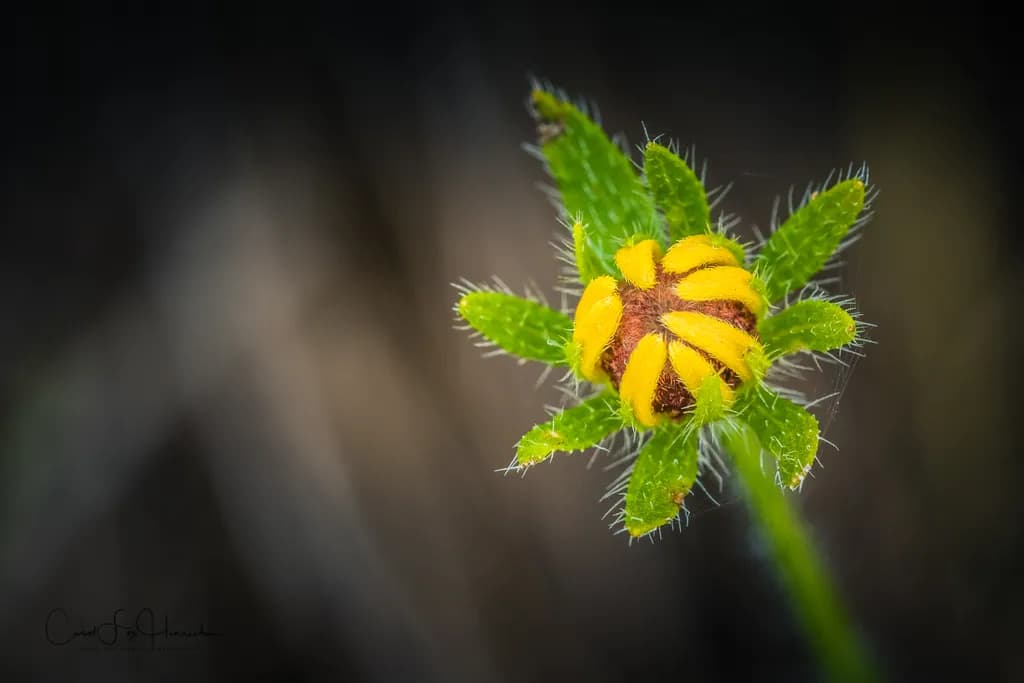 Unfurling Bloom