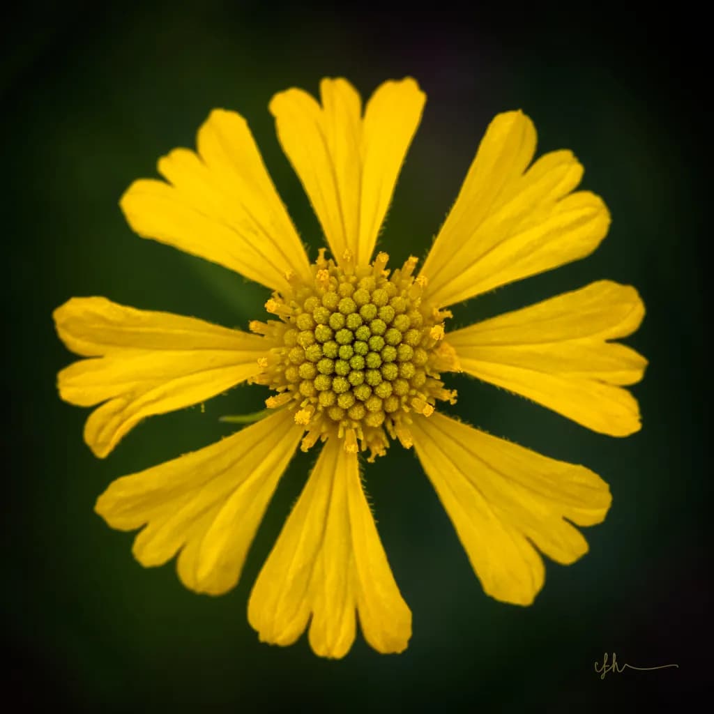 Radiant Bloom