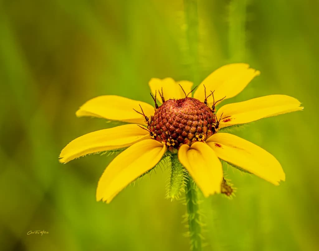 Sunny Petal Focus