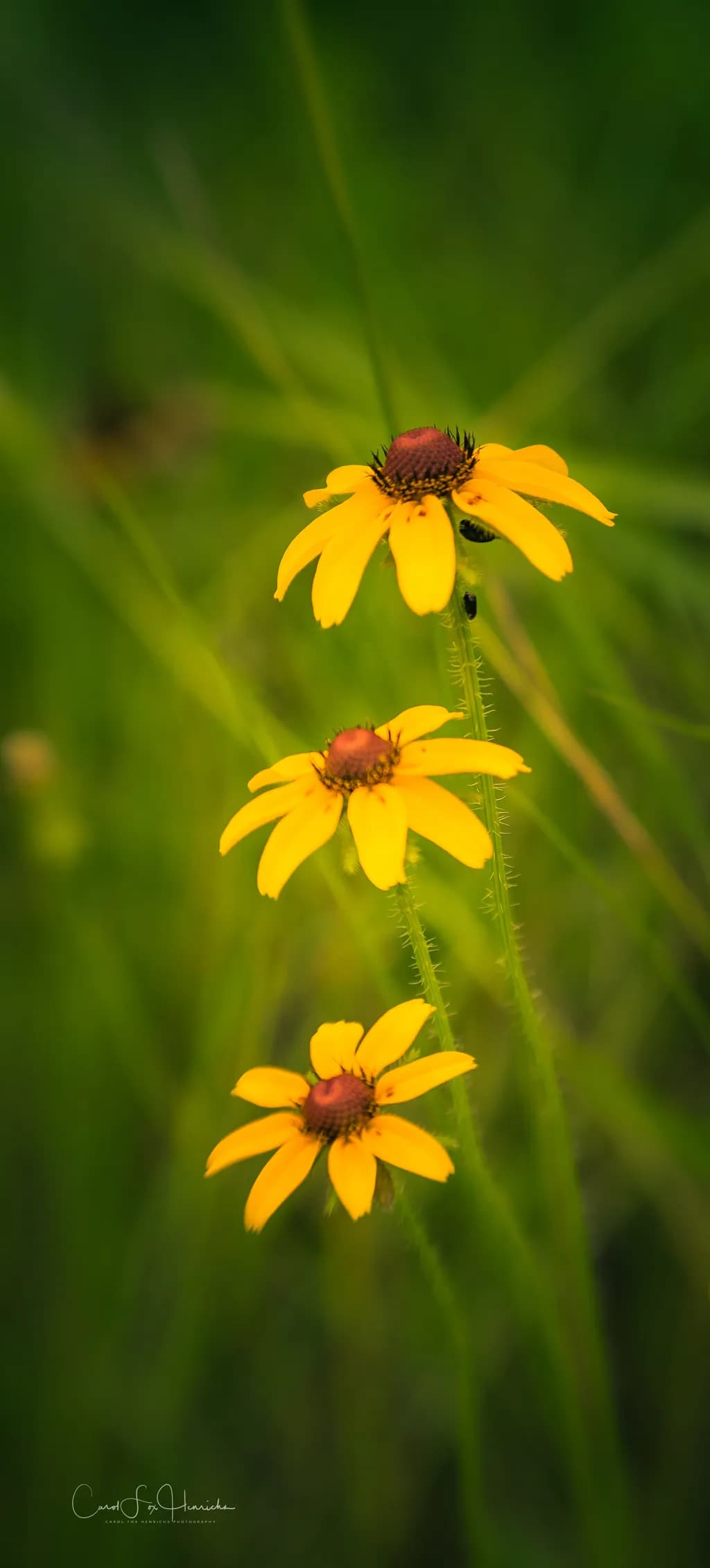 Three Gold Blooms