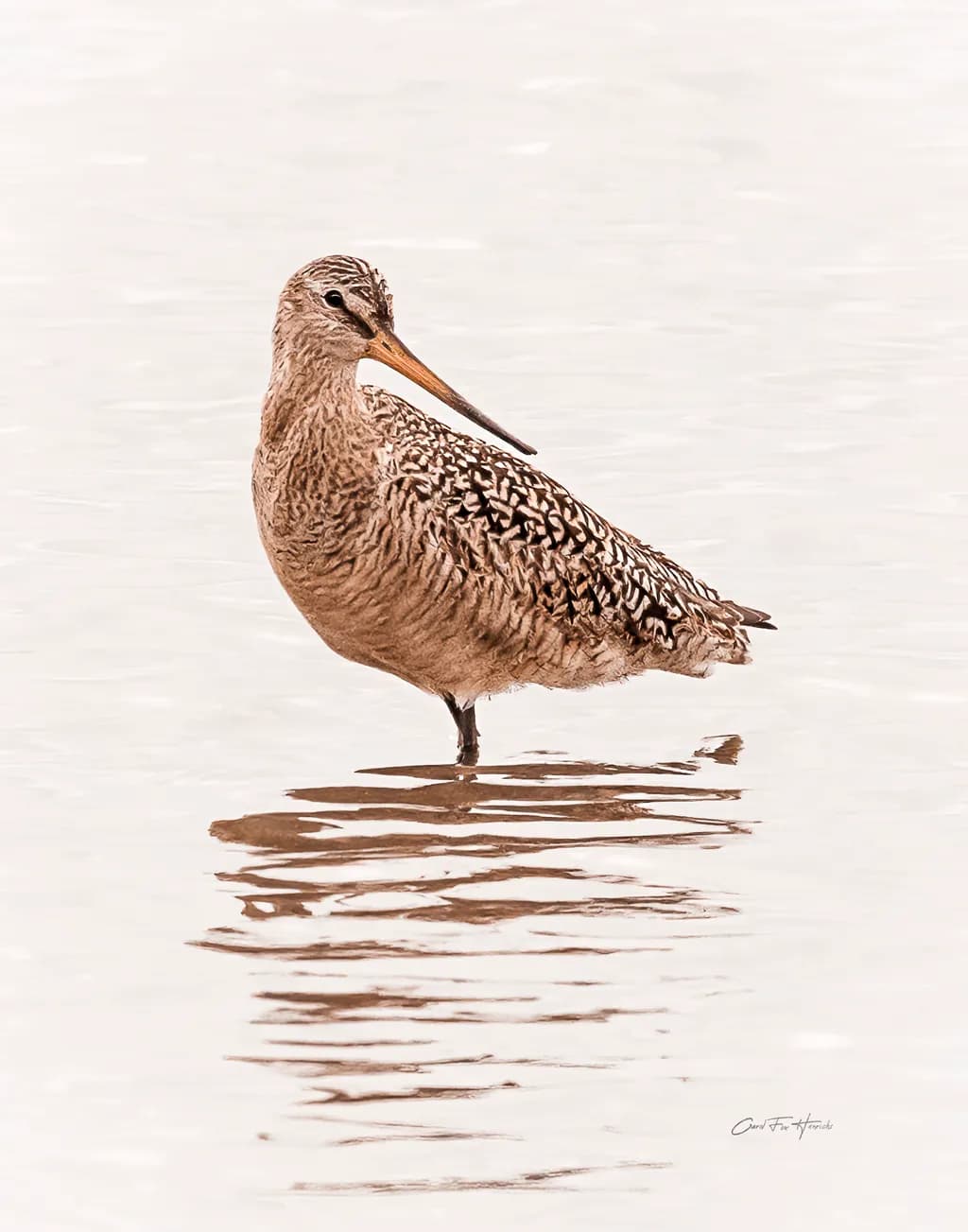 Feathered Reflection