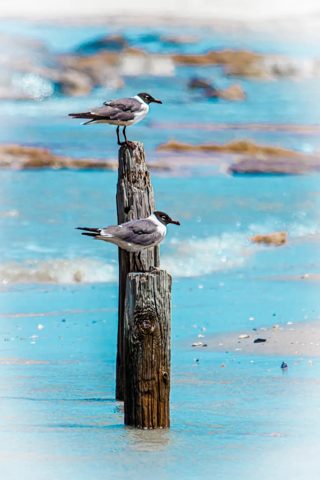 Just the Two of Us: Perched Gulls