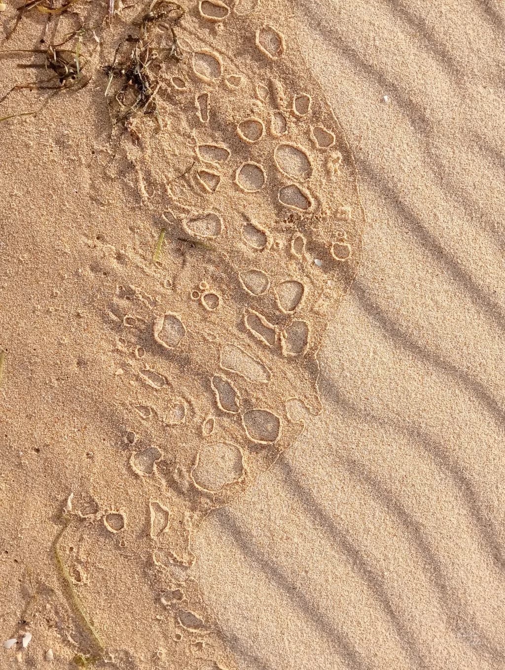 Shores Edge