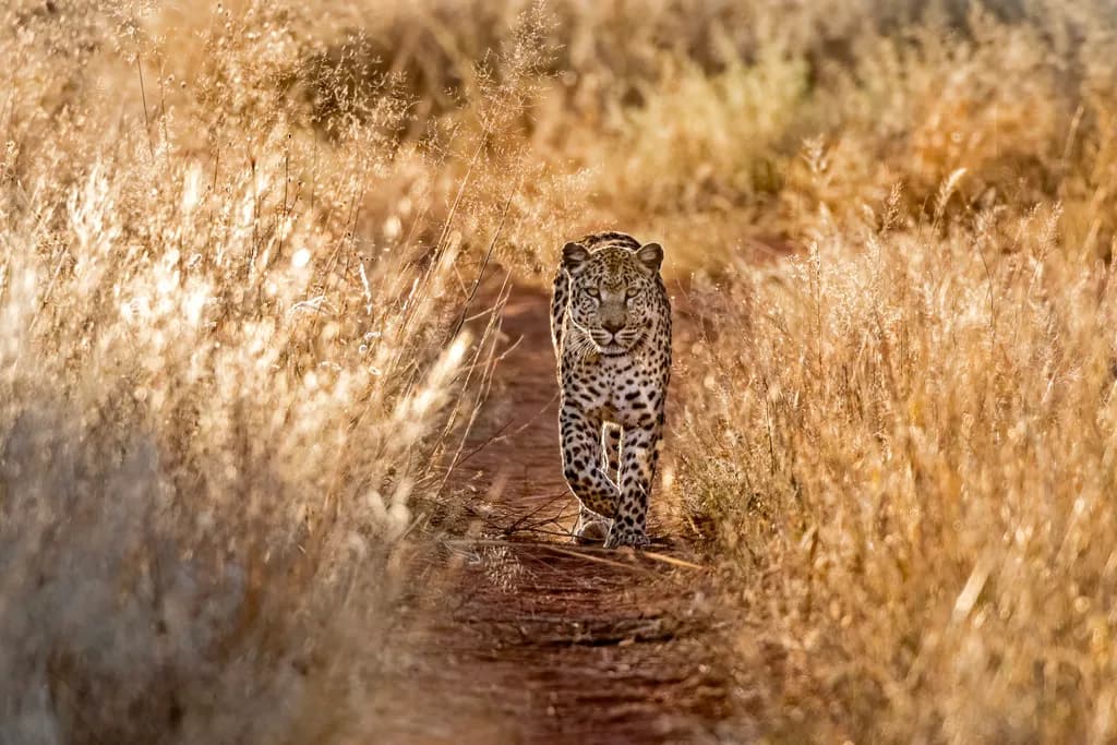 Majestic Stalker: A Leopard's Journey Through Golden Grasslands