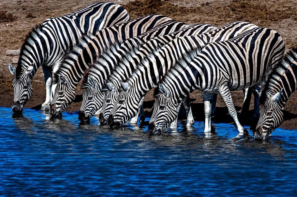 Zebras in Harmony: A Serene Gathering at the Water's Edge
