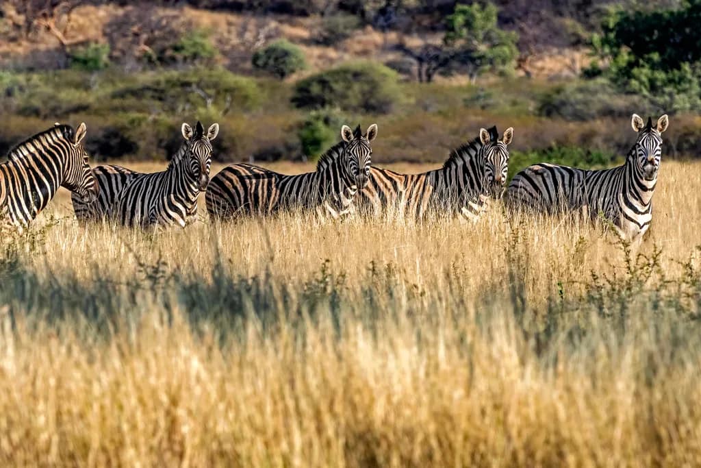 Whispers of the Wild: A Serenade of Zebras in Golden Grasslands