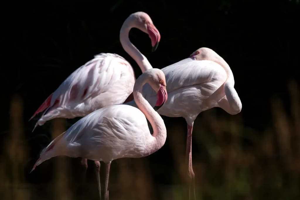 Graceful Flamingos in Harmony: A Serene Nature Encounter