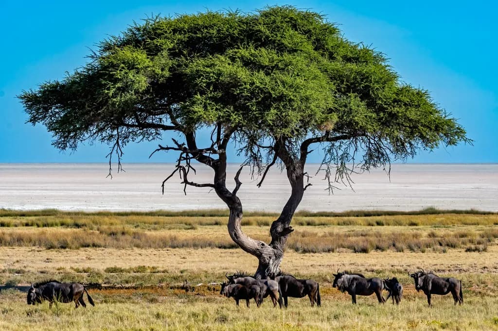 Serenity Under the Acacia: A Wildebeest Gathering in Nature's Embrace