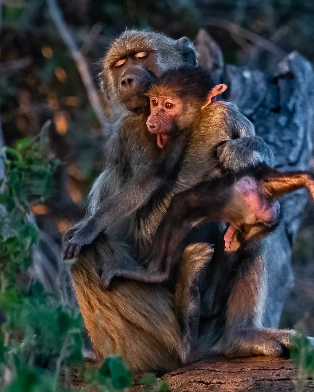Tender Moments: A Mother Baboon's Embrace with Her Youngling in the Golden Light of Dusk