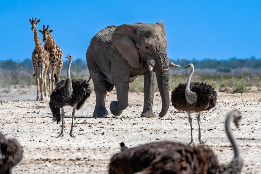 Majestic Encounters: An Elephant, Giraffes, and Ostriches in Harmony on the African Plain