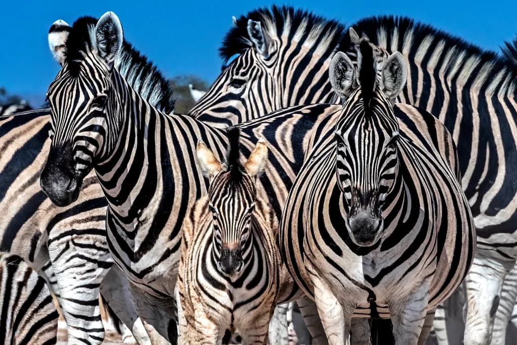 Zebra Harmony: A Striped Symphony in Nature's Wild Canvas