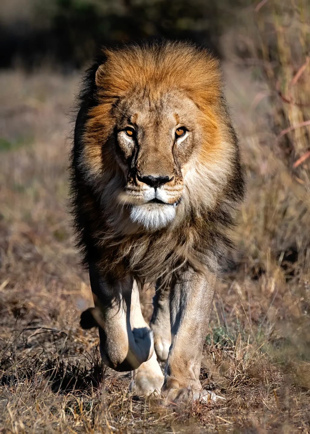 Majestic Stalker: The Lion's Commanding Presence in Nature's Realm