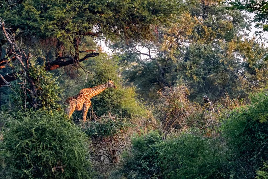 Whispers of the Wild: A Giraffe's Serenade in the Lush Canopy