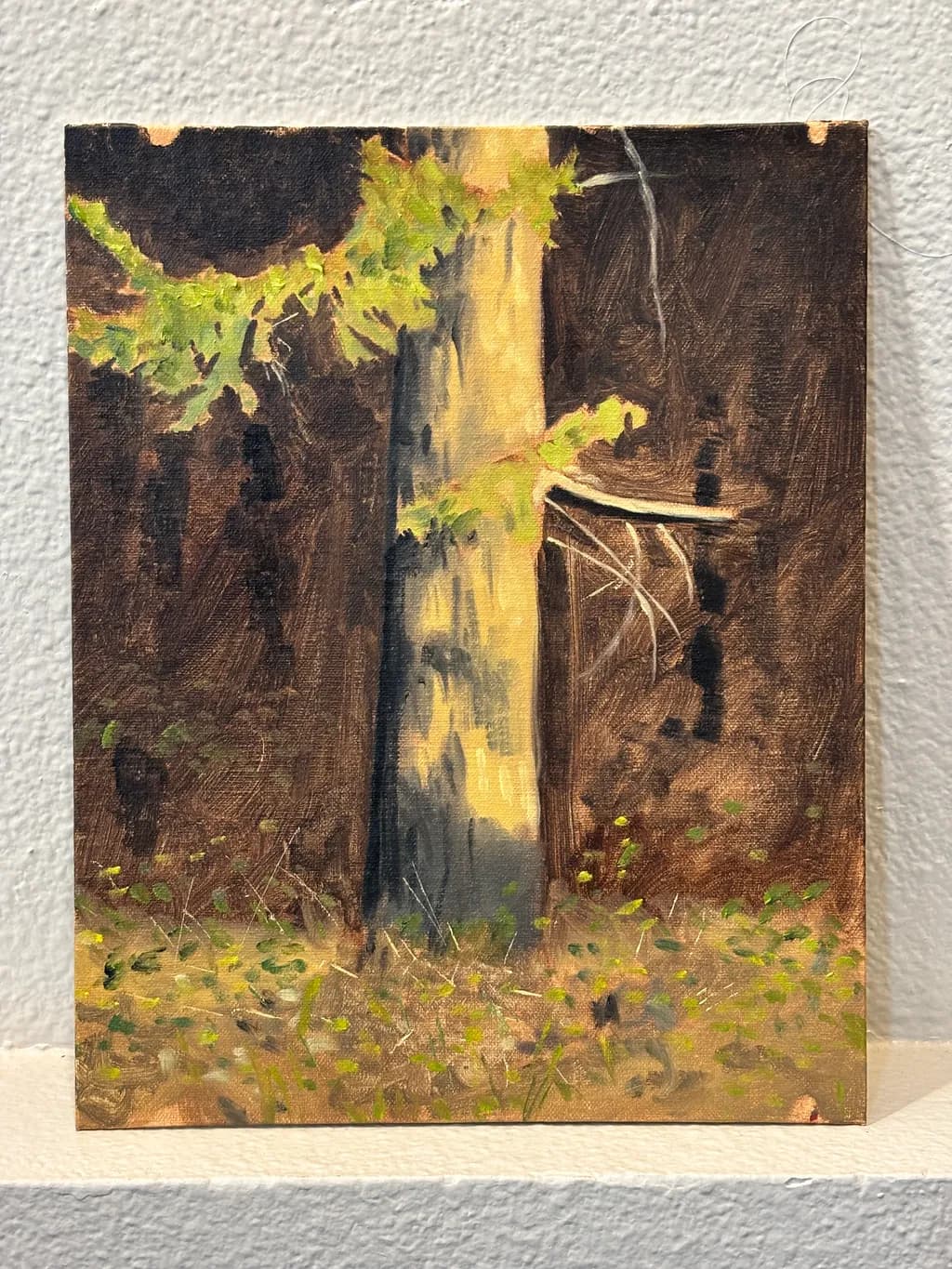Whispers of the Forest: A Serene Encounter with Nature's Embrace