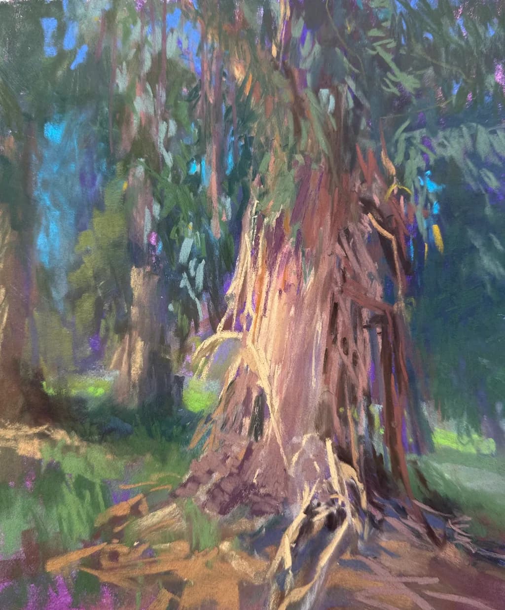 Eucalyptus